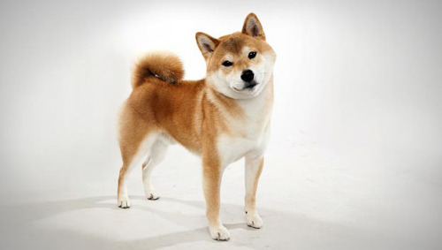 gloomydoomy:  shiba inus are fucking rad. i mean, look at how derpy they are. even the ones who aren’t smiling, they are still super derpy. how many other dog species are like this?  shiba inus win. shiba inus for life. <3