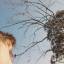 greathaircut:  if you plug your headphones into a hole in tree you can hear tree thoughts. stuff like “birds live in my hair” “water is my favorite” “the sun is my boyfriend” 