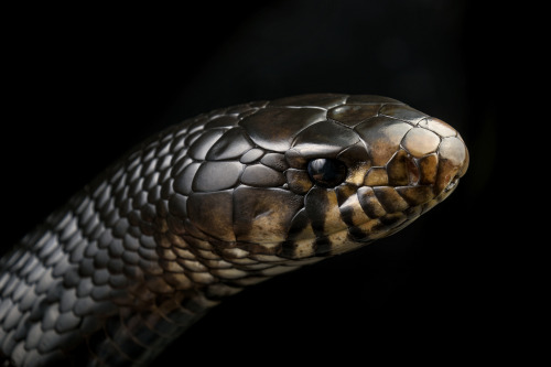 Typhon (Eastern indigo snake)