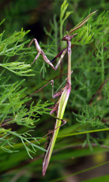 Photoset of the lovely his and hers Conehead Mantises - Empusa pennata - I spotted in the Lot Valley