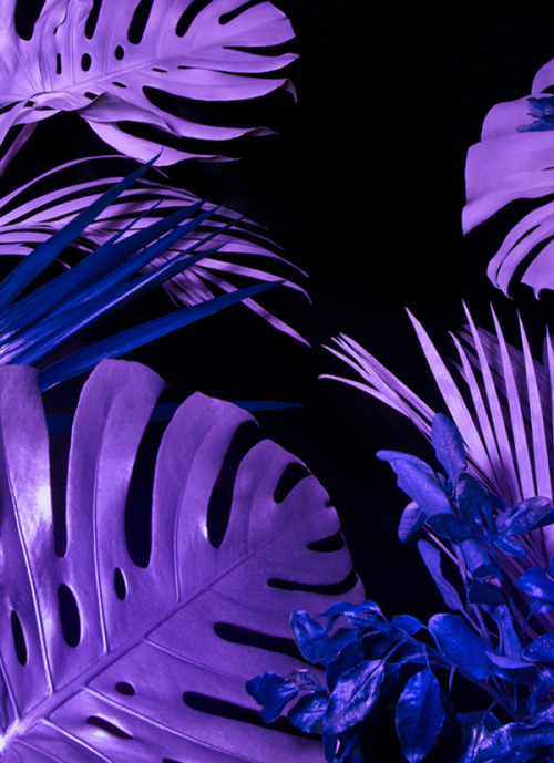 shamewave:  +