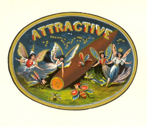 Cigar box labels, late 19th century.H 5444.25.3Houghton Library, Harvard University