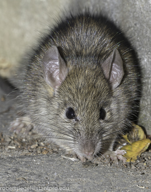 ainawgsd: The black rat (Rattus rattus), also known as ship rat, roof rat, or house rat—is a common 