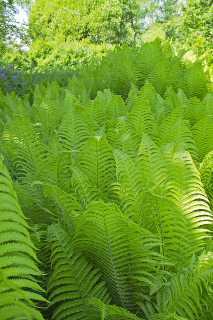 XXX outdoormagic:  Ostrich Fern by stella1302 photo