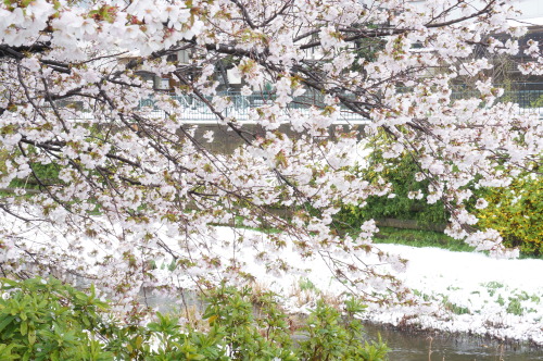 雪の降る日に満開の桜なんて。思わぬところで今年はじめてのお花見達成。近所の川沿いに咲く桜が綺麗なんです。2020.3