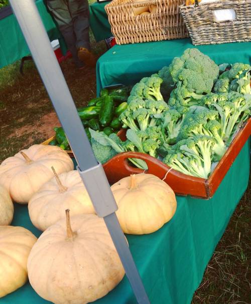 Beautiful fall veg ☄ #cobblestonefarmersmarket#organic #ilovefall(at Cobblestone Farmers Market)