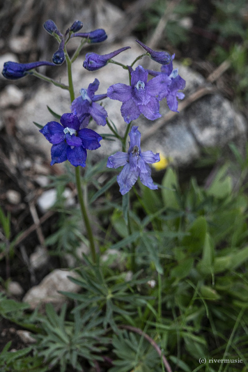 Wild Delphinium is blooming on the mountain flanks© riverwindphotography, June, 2019