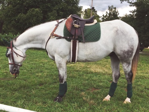 canter-forward:Um he’s gorgeous