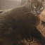 giddycat