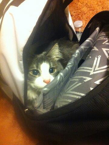 getoutoftherecat:  get out of there cat. i do not need you to feed me answers to