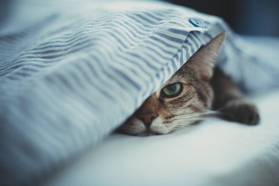 lady-feral:  This is how I feel about life right now.