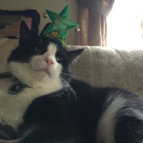 Happy New Years Eve, and Happy Caturday from Horatio!