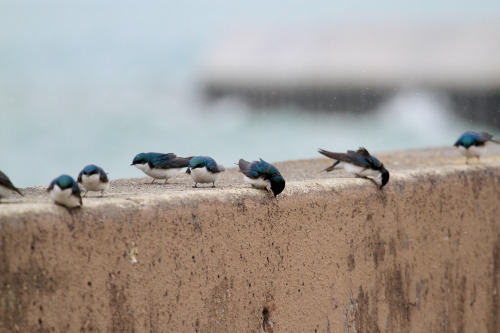 highways-are-liminal-spaces:Waves and Tree Swallows along the breakwall at MontroseChicago, Illinois