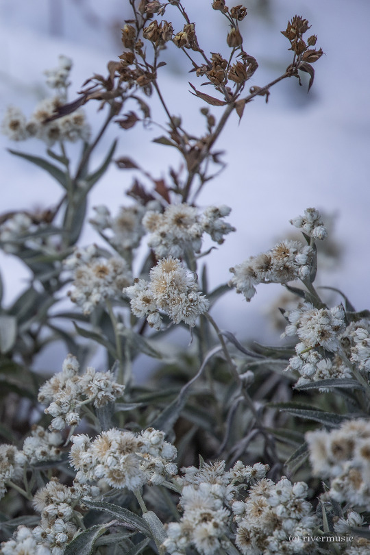 Pearly Everlasting (Anaphalis margaritacea) in the fresh snow: (c) riverwindphotography, September 2020