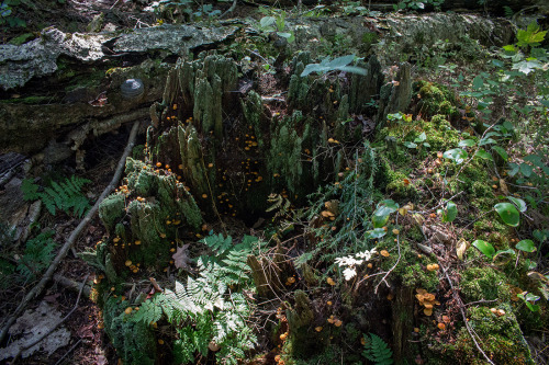 microcosmicobservations:Massive decomposing stump covered in Cladonia sp. lichen and mushrooms. I di
