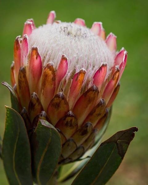 Love this flower!!  #pretty #protea #southafrica #forever_southafrica #pink #green #flower #flowers 