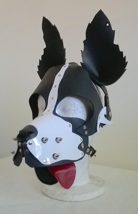 thewellkeptpet:  Brian, your Boarder Collie is decked out with all the bells and whistles. You got spikes, grommets, piercings and a septum ring. It’s all quite dashing!   Omg I want it