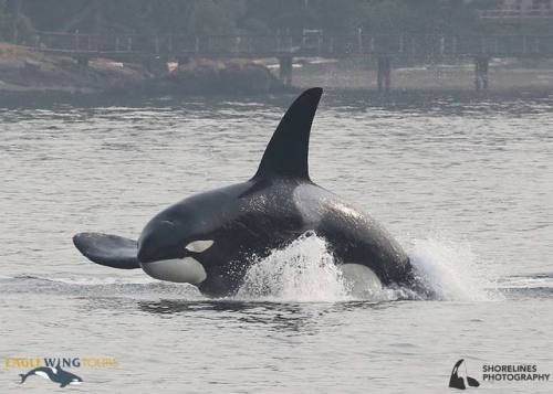 theincredibleorca:dutchorca:blackfishsound:For a few minutes, Galiano (T19B) and his family disappea