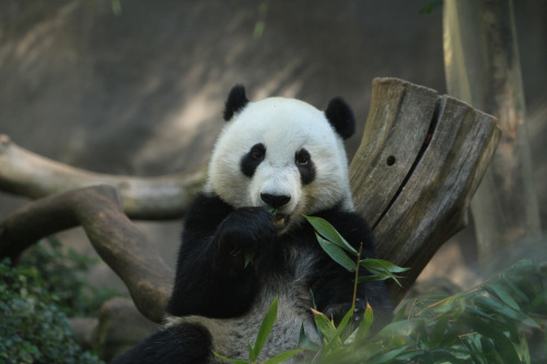 fer1972:  What? Kung-Fu? No, thanks…  (Photos by kjdrill)