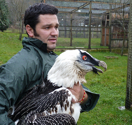 jackscarab: thecheshirecass:  simplytheanthropic:   My all time favorite animal. The red-bearded vulture.  The bearded vulture, or lammergeier, lives on a steady diet of bones (more specifically the marrow) and dyes its own feathers blood red.  Bearded