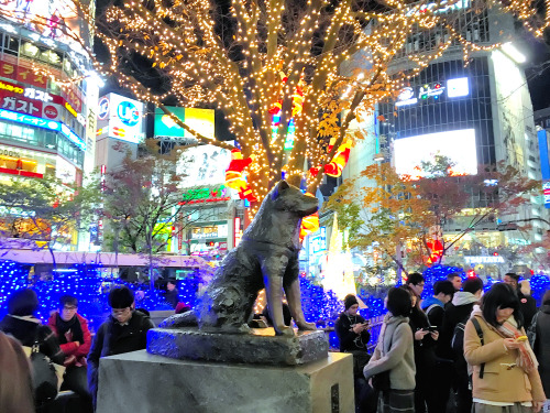 The famous Hachiko in front of Shibuya Station tonight with Christmas lights - and tree-climbing San