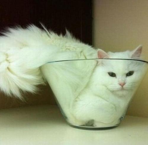 1petulantpanda: primedoverlord: friendly-animals: (Source) “Are cats a solid or a liquid?&rdqu