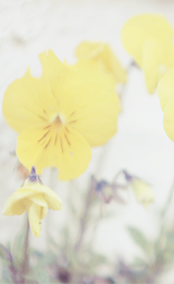 ryeou:  (photography by happypastel~) 