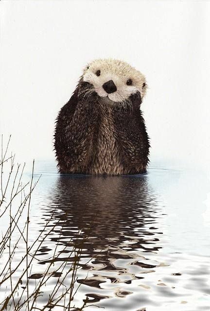 XXX wildlifepower:   SEA OTTERS TIME!!! The sea photo