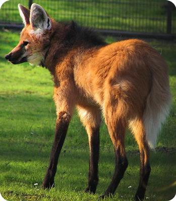 vivelagiygas:  I don’t understand why Maned Wolves aren’t more popular on tumblr, I mean look at them They’re like foxes  on  stilts.  they’re absolutely precious and  totally  fucking  ridiculous in every way        