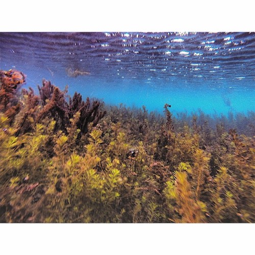 The shallows. #texas #igtexas #scuba #diving #diver #nature #adventures #freshwater #underwater #aqu