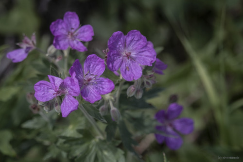 riverwindphotography:Sticky Purple Geranium (Geranium viscosissimum), found in forest and meadow, Ye