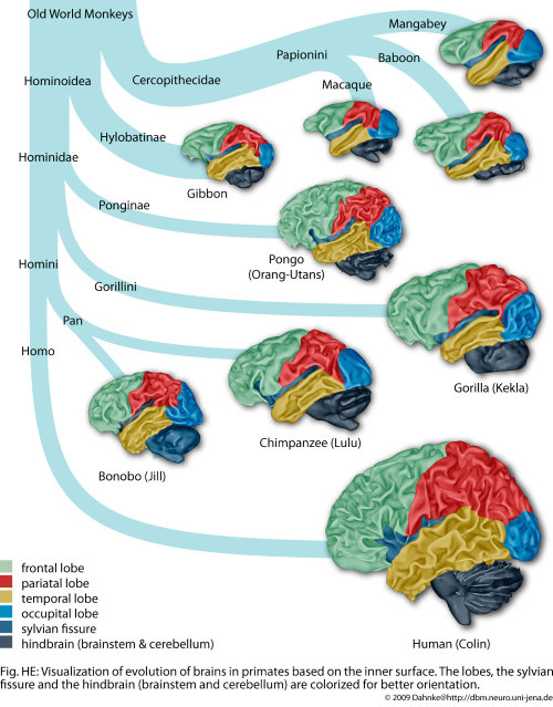 anthrocentric:  Comparative Cognition and Neuroscience: Misconceptions about Brain Evolution [online
