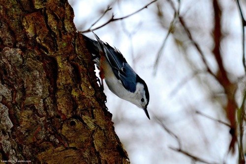 isaacalive:  “Red, White, and Blue” - IsaacAlive | Twitter | Etsy |  Beatutiful shots! A blog worthy of follow