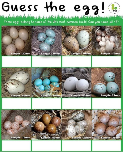 This week’s ID quiz is definitely a tough one. How well do you know your bird eggs? They could