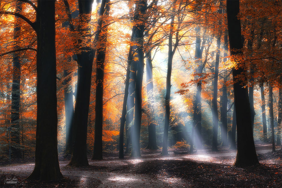 landscape-photo-graphy:  Enchanting Forests Photography Illuminate Autumn’s Beauty