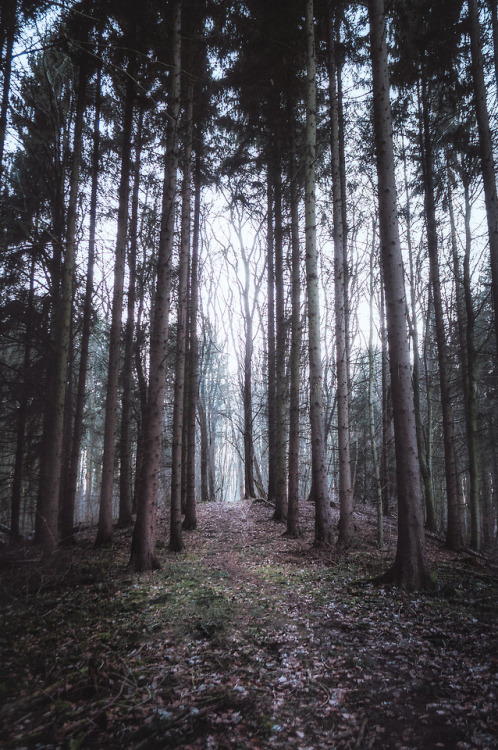 pixelcoder: I’ll take a drug to replace it - German Woodlands - February 2k18 IG: inst