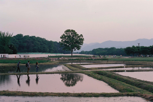 travelsofabrokegirl:life is so full of beautygyeongju, south korea