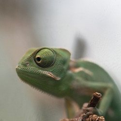 sony-sue:  Two months old, tiny chameleon