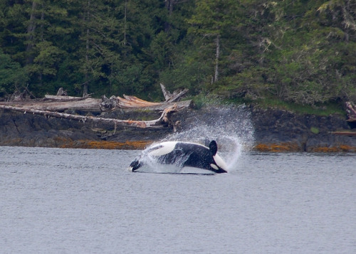 alaskan-orca:  Killer Whale by stevesnyderphotography on Flickr.