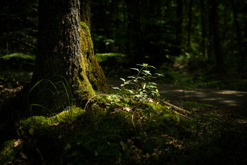 natural-magics:Forest by Erik van Rosmalen