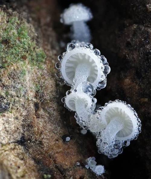 dopefungi: Double Tap if you like how Tiny this Hemimycena tortuosa, also known as Dewdrop Bonnet Is