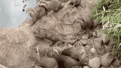 gifsboom:Otters Find A Butterfly. [video]