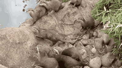 tastefullyoffensive:Video: Otters vs. Butterfly