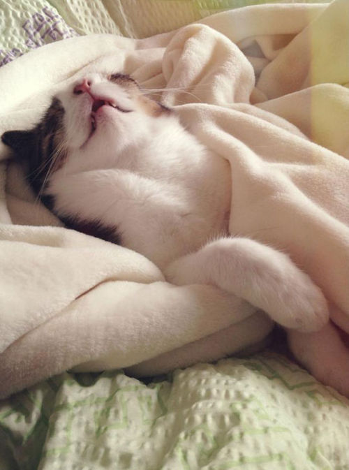 escape-to-asgard:lastcontagiousvictim:catsbeaversandducks:Meet Monty: The Adorable Cat With An Unusu