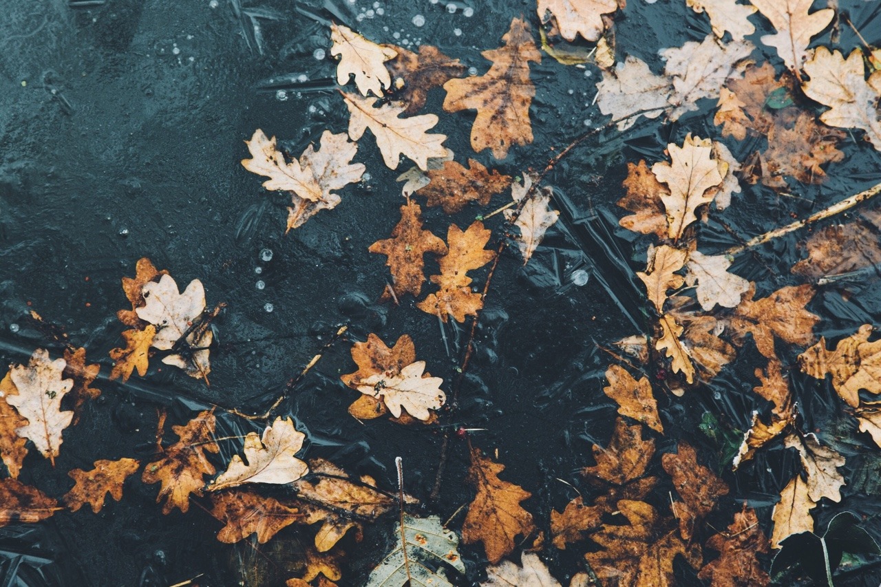 dpcphotography:Details