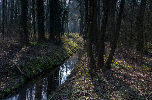 Landscape Twente - Streams by Kees Verburg on Flickr.