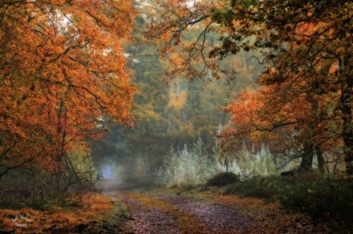 Photographer  Lydia Machant ( Netherlands)  500px  Facebook  Google+  