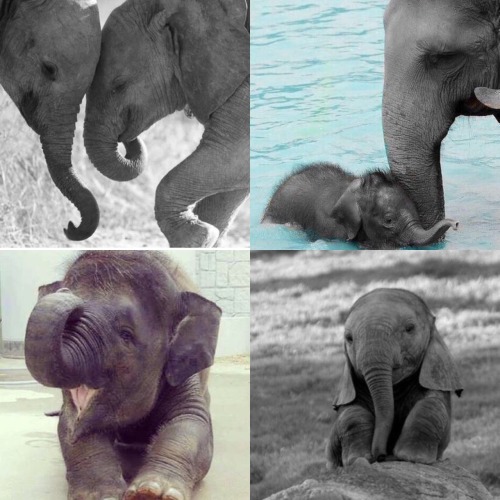 shopivoryella:Incase you’re having a bad day, here are some baby elephants being cute ☺️