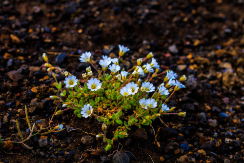 nature-hiking: Mountain Avens - Hellismannaleið trail, Iceland, august 2017photo by nature-hikin