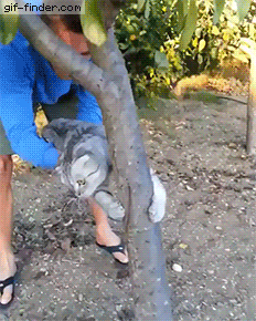 Giffindersite:    Tree Love. Via Https://Gif-Finder.com/  